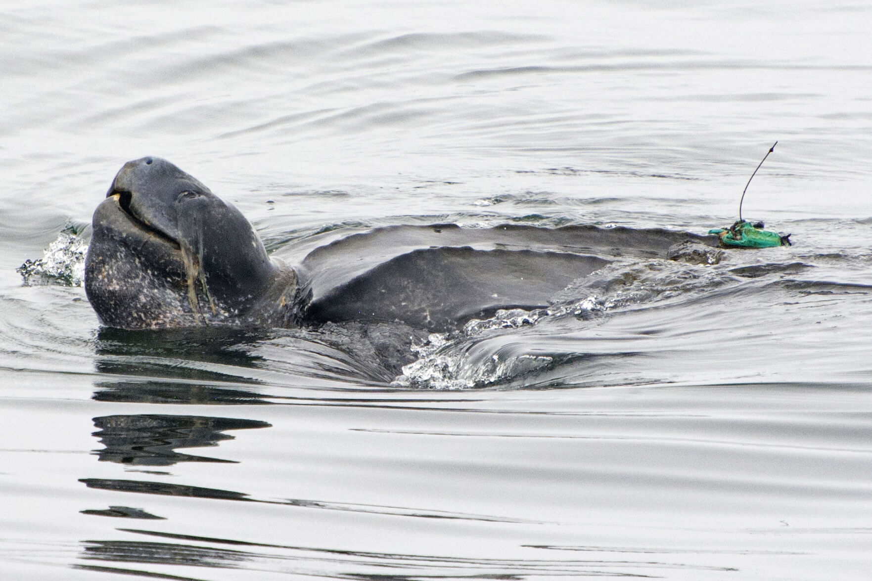 Sea Turtle Decline